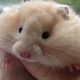 Adorable Teddy Bear Hamsters for Sale Now! | Teddy Information – Everything You Need to Know About Teddy Bears