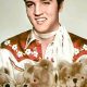 Cuddly Elvis Teddy Bears: Plush Collectibles | Teddy Information – Everything You Need to Know About Teddy Bears