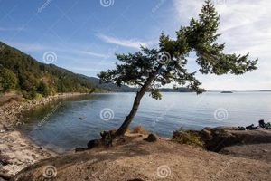 Discover Cozy Teddy Bear Cove Charm Teddy Information – Everything You Need to Know About Teddy Bears Discover Cozy Teddy Bear Cove Charm | Teddy Information – Everything You Need to Know About Teddy Bears