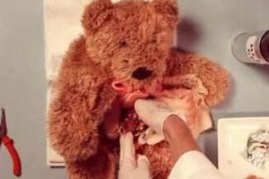 My Teddy's Operation: A Plush Toy Surgery Guide | Teddy Information – Everything You Need to Know About Teddy Bears