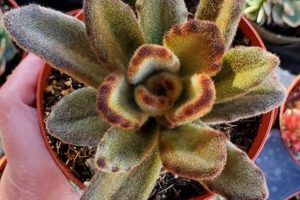 Cute Kalanchoe Tomentosa Teddy Bear Care Guide | Teddy Information – Everything You Need to Know About Teddy Bears