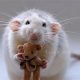 Rat Teddy | Teddy Information – Everything You Need to Know About Teddy Bears