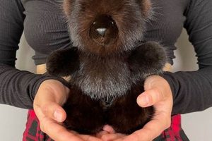 Cuddly Mink Teddy Bears: Soft & Luxurious | Teddy Information – Everything You Need to Know About Teddy Bears