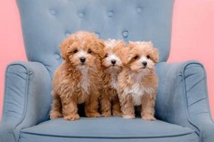 Adorable Teddy Bear Maltese Puppies & Grooming | Teddy Information – Everything You Need to Know About Teddy Bears