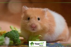 Charming Teddy Bear Hamster Males: A Guide | Teddy Information – Everything You Need to Know About Teddy Bears