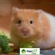 Charming Teddy Bear Hamster Males: A Guide | Teddy Information – Everything You Need to Know About Teddy Bears
