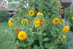 Charming Dwarf Teddy Bear Sunflowers to Grow | Teddy Information – Everything You Need to Know About Teddy Bears