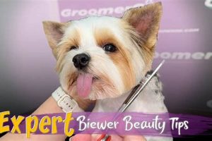 Cute Teddy Bear Biewer Terrier Haircuts for Males | Teddy Information – Everything You Need to Know About Teddy Bears