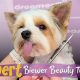 Cute Teddy Bear Biewer Terrier Haircuts for Males | Teddy Information – Everything You Need to Know About Teddy Bears