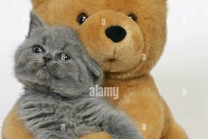 Cute Kitten & Teddy Bear Friends | Teddy Information – Everything You Need to Know About Teddy Bears