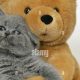 Cute Kitten & Teddy Bear Friends | Teddy Information – Everything You Need to Know About Teddy Bears