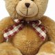 Cute Teddy Bear Transparent Images & PNGs | Teddy Information – Everything You Need to Know About Teddy Bears