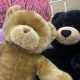 Find Cute Teddy Bears at Walgreens Today! | Teddy Information – Everything You Need to Know About Teddy Bears