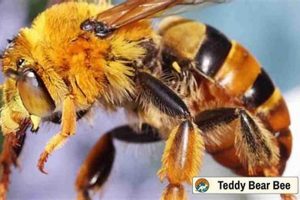 Cuddly Teddy Bee Plush Toys for Kids Teddy Information – Everything You Need to Know About Teddy Bears Cuddly Teddy Bee Plush Toys for Kids | Teddy Information – Everything You Need to Know About Teddy Bears