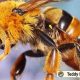 Cuddly Teddy Bee Plush Toys for Kids | Teddy Information – Everything You Need to Know About Teddy Bears