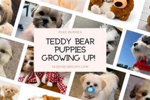 Giant Life-Size Teddy Bears: Plush & Cuddly | Teddy Information – Everything You Need to Know About Teddy Bears