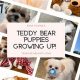 Giant Life-Size Teddy Bears: Plush & Cuddly | Teddy Information – Everything You Need to Know About Teddy Bears