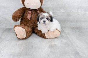 Adorable Shichon Teddy Bear Puppies Now Available! Teddy Information – Everything You Need to Know About Teddy Bears Adorable Shichon Teddy Bear Puppies Now Available! | Teddy Information – Everything You Need to Know About Teddy Bears