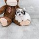 Adorable Shichon Teddy Bear Puppies Now Available! | Teddy Information – Everything You Need to Know About Teddy Bears
